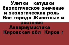 Улитки – катушки: биологическое значение и экологическая роль - Все города Животные и растения » Аквариумистика   . Кировская обл.,Киров г.